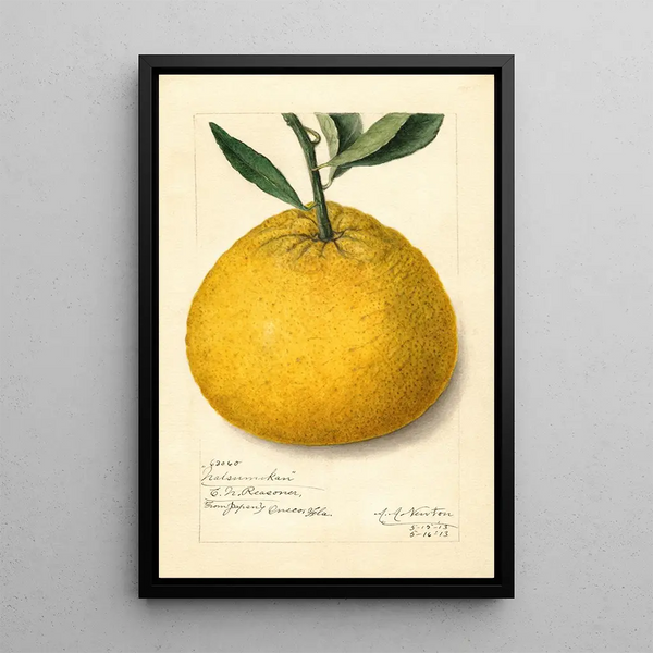 Citrus paradisi Natsumikan - Amanda Almira Newton — kehystetty taideteos seinällä