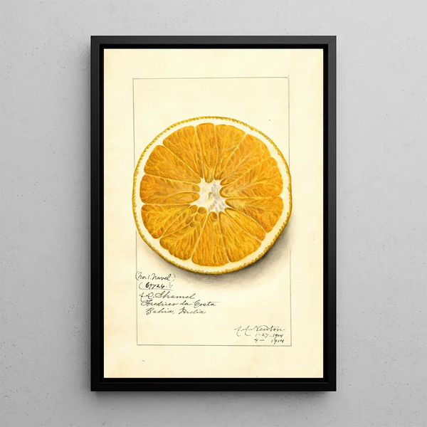 Maalauksen jäljennös Citrus paradisi Navel - Amanda Almira Newton