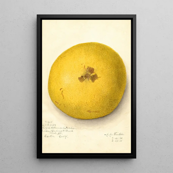 Citrus paradisi - Amanda Almira Newton — kehystetty taideteos seinällä