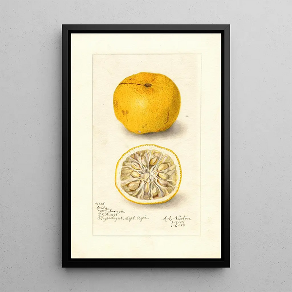Maalauksen jäljennös Citrus sinensis Acida - Amanda Almira Newton