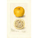 Maalauksen jäljennös Citrus sinensis Acida - Amanda Almira Newton