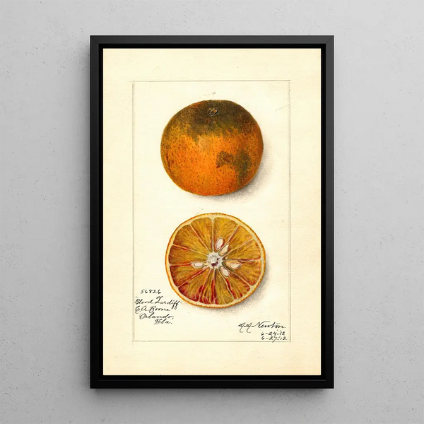 Maalauksen jäljennös Citrus sinensis Blood Tardiff - Amanda Almira Newton