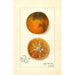 Maalauksen jäljennös Citrus sinensis Blood Tardiff - Amanda Almira Newton