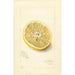 Citrus sinensis Ichang - Amanda Almira Newton — näkymä teoksesta