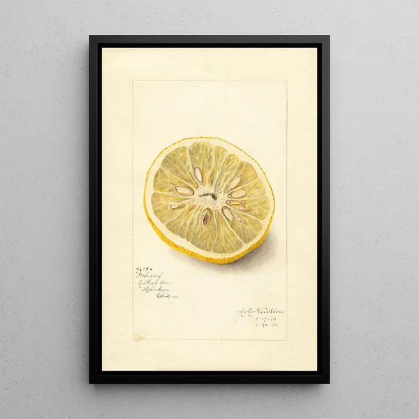 Citrus sinensis Ichang - Amanda Almira Newton — kehystetty taideteos seinällä