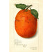 Citrus sinensis - Amanda Almira Newton — näkymä teoksesta