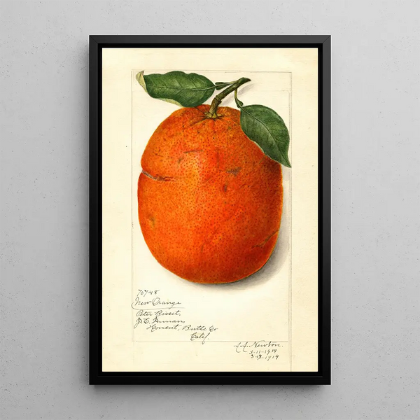 Citrus sinensis - Amanda Almira Newton — kehystetty taideteos seinällä