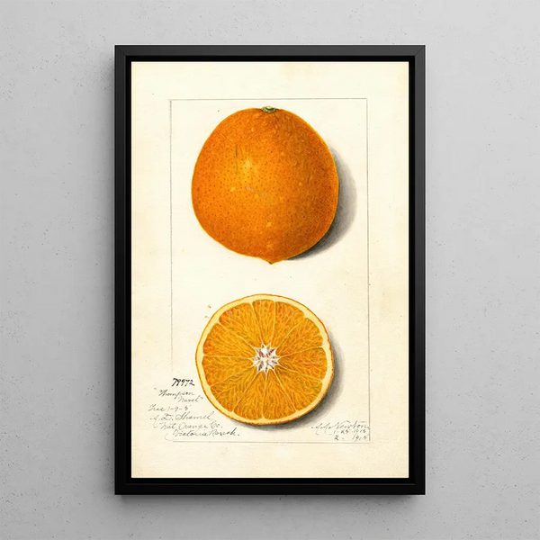 Citrus sinensis Thompson Improved Navel - Amanda Almira Newton — kehystetty taideteos seinällä