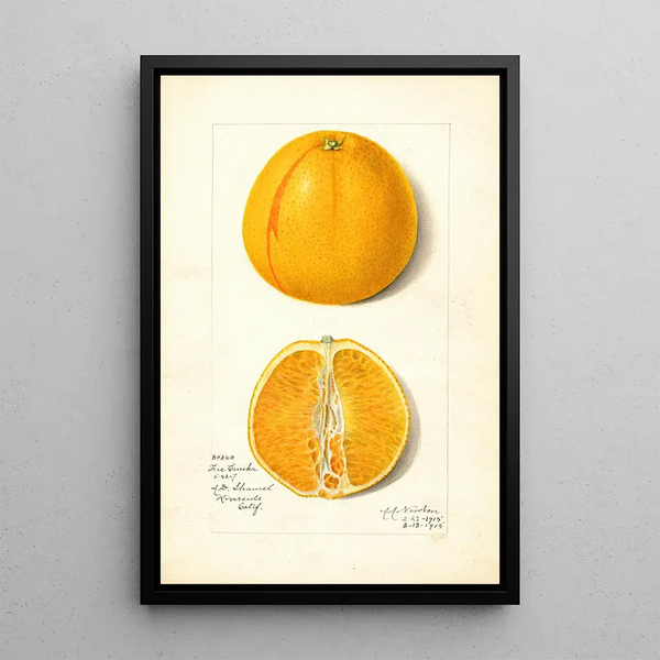 Citrus sinensis True Eureka - Amanda Almira Newton — kehystetty taideteos seinällä