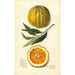Citrus sinensis Valencia - Amanda Almira Newton — näkymä teoksesta