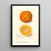 Maalauksen jäljennös Citrus sinensis Washington Navel - Amanda Almira Newton