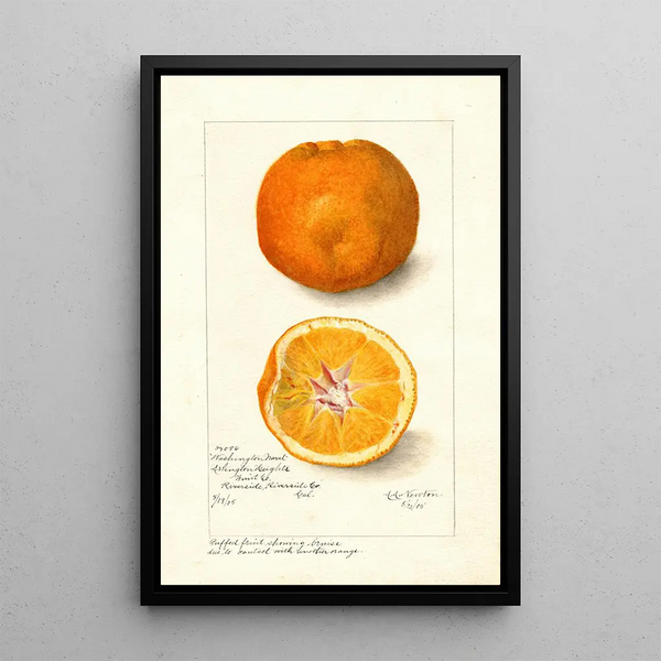 Maalauksen jäljennös Citrus sinensis Washington Navel - Amanda Almira Newton