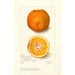 Maalauksen jäljennös Citrus sinensis Washington Navel - Amanda Almira Newton