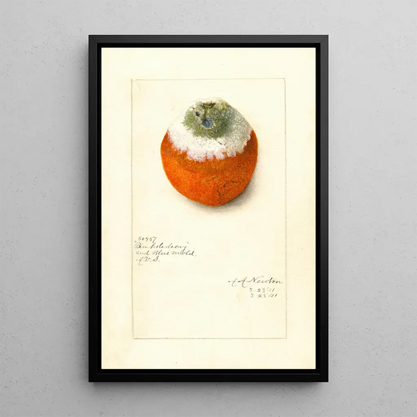 Citrus sinensis - Amanda Almira Newton — kehystetty taideteos seinällä