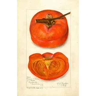 Amanda Almira Newton - Diospyros Chinese.webp