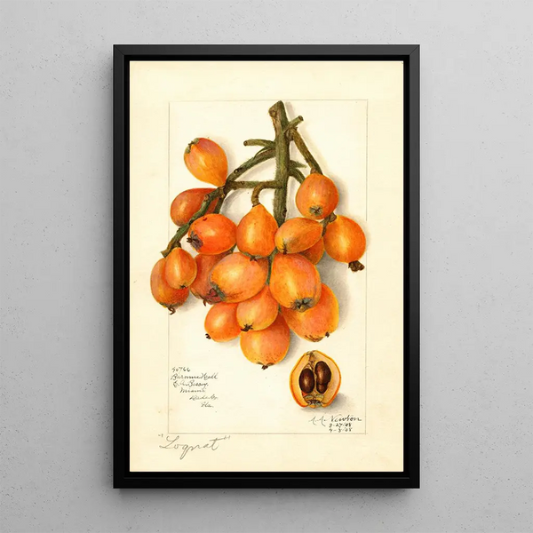 Maalauksen jäljennös Eriobotrya japonica Baronne Hall - Amanda Almira Newton