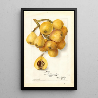 Amanda Almira Newton - Eriobotrya japonica Tanaka.webp