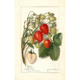 Amanda Almira Newton - Fragaria Berlin.webp