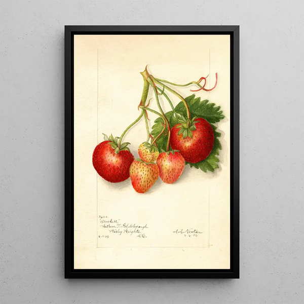 Maalauksen jäljennös Fragaria Brackett - Amanda Almira Newton