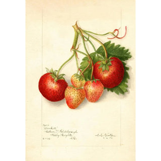 Amanda Almira Newton - Fragaria Brackett.webp