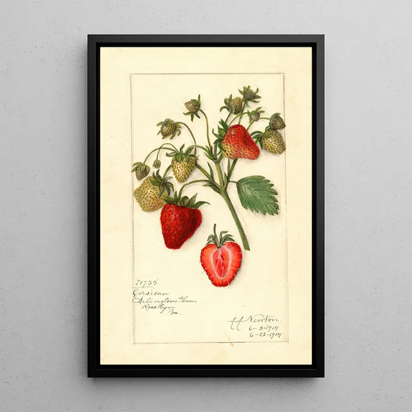 Maalauksen jäljennös Fragaria Corsican - Amanda Almira Newton