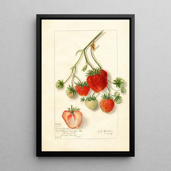 Fragaria Dole - Amanda Almira Newton — kehystetty taideteos seinällä