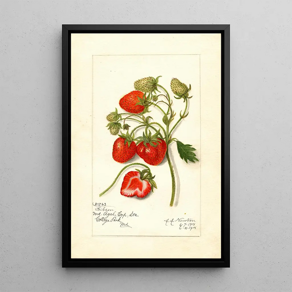 Maalauksen jäljennös Fragaria Gibson - Amanda Almira Newton