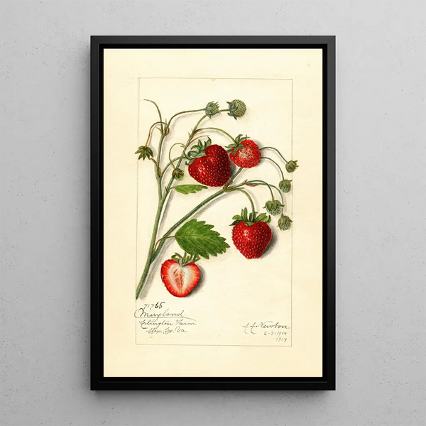Fragaria Maryland - Amanda Almira Newton — kehystetty taideteos seinällä