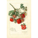 Fragaria Mrs - Amanda Almira Newton — näkymä teoksesta