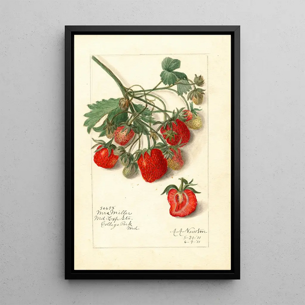 Fragaria Mrs - Amanda Almira Newton — kehystetty taideteos seinällä