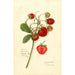 Fragaria Ohio Bay - Amanda Almira Newton — näkymä teoksesta