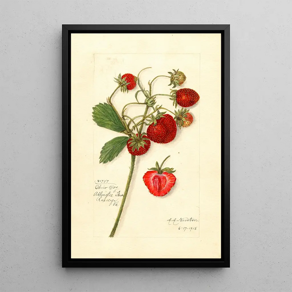 Fragaria Ohio Bay - Amanda Almira Newton — kehystetty taideteos seinällä