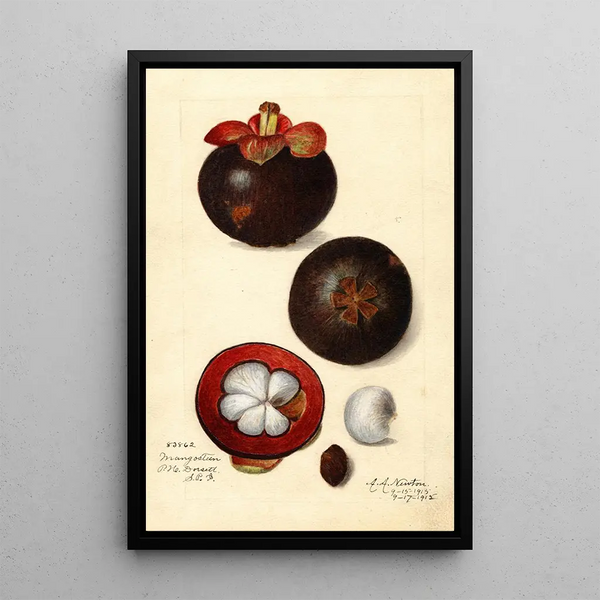 Maalauksen jäljennös Garcinia mangostana - Amanda Almira Newton