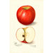 Malus domestica Doctor - Amanda Almira Newton — näkymä teoksesta