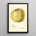 Malus domestica Gloria Mundi - Amanda Almira Newton — kehystetty taideteos seinällä