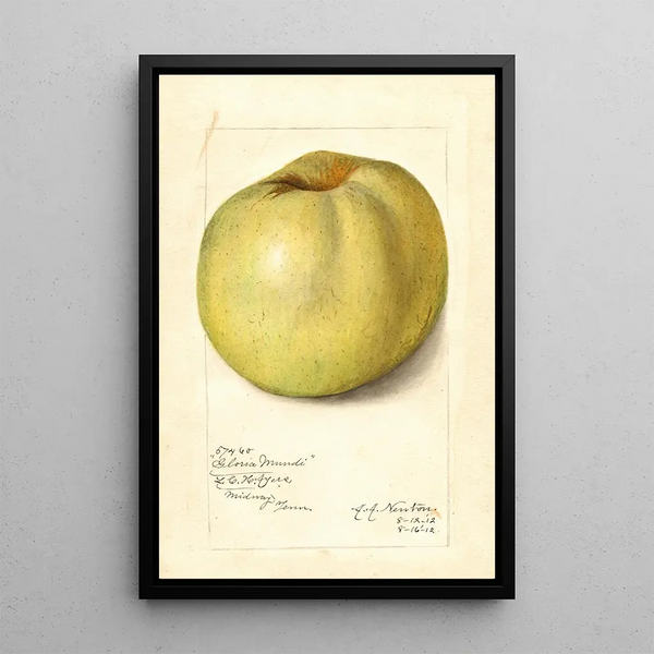 Malus domestica Gloria Mundi - Amanda Almira Newton — kehystetty taideteos seinällä
