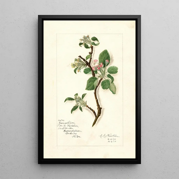Maalauksen jäljennös Malus domestica Jonathan - Amanda Almira Newton