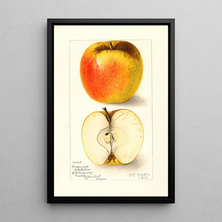 Amanda Almira Newton - Malus domestica Ridgeways Chehalem.webp