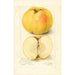 Malus domestica Stones Apple - Amanda Almira Newton — näkymä teoksesta