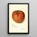 Maalauksen jäljennös Malus domestica Twenty Ounce - Amanda Almira Newton