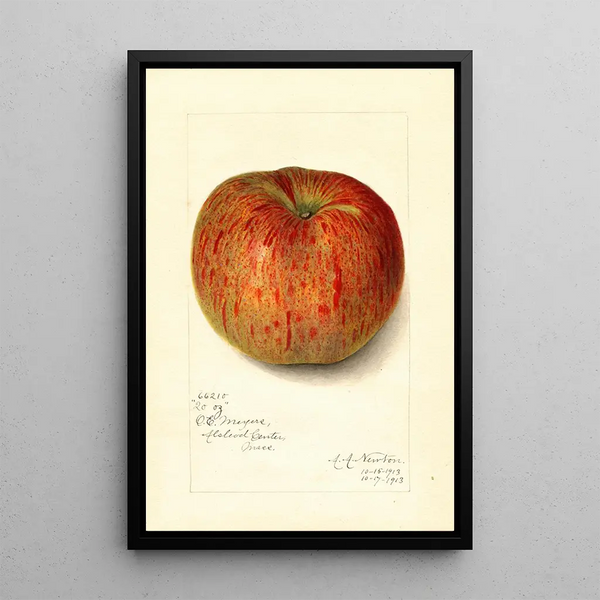Maalauksen jäljennös Malus domestica Twenty Ounce - Amanda Almira Newton