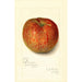 Maalauksen jäljennös Malus domestica Twenty Ounce - Amanda Almira Newton