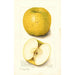 Malus domestica White Pippin - Amanda Almira Newton — näkymä teoksesta
