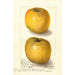 Malus domestica Yellow Newtown - Amanda Almira Newton — näkymä teoksesta