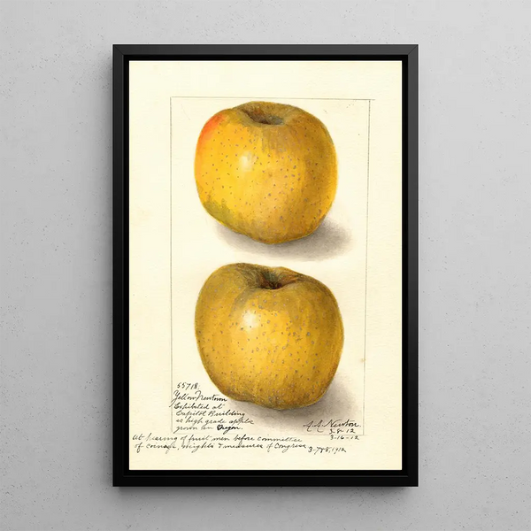Malus domestica Yellow Newtown - Amanda Almira Newton — kehystetty taideteos seinällä