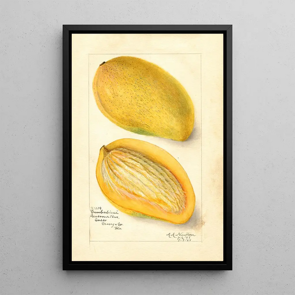 Maalauksen jäljennös Mangifera indica Cambodiana - Amanda Almira Newton
