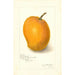 Mango-maalaus Maharajah - Amanda Almira Newton — näkymä teoksesta