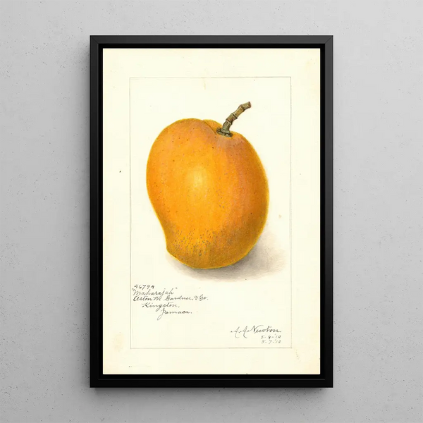 Mango-maalaus Maharajah - Amanda Almira Newton — kehystetty taideteos seinällä