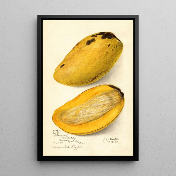 Maalauksen jäljennös Mangifera indica No - Amanda Almira Newton