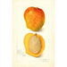 Mangifera indica Peters No - Amanda Almira Newton — näkymä teoksesta
